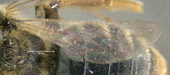 Media type: image;   Entomology 609514 Aspect: hind wing